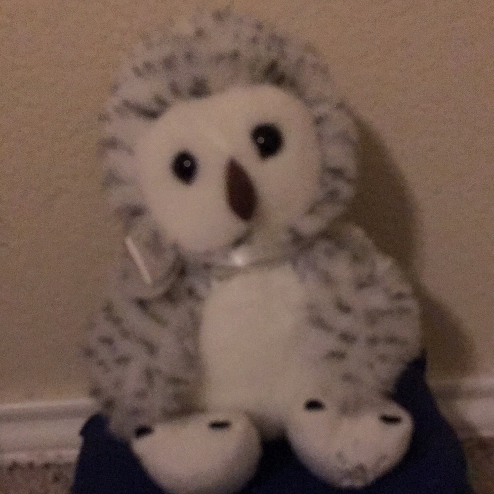 Little owl